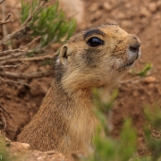 On the way out we were able to see some of the residents of the Utah prairie town in the park.  These little critters are the smallest of all the prairie dogs and are a threatend species.  They are pretty accustomed to people and so we were able to get good pictures.