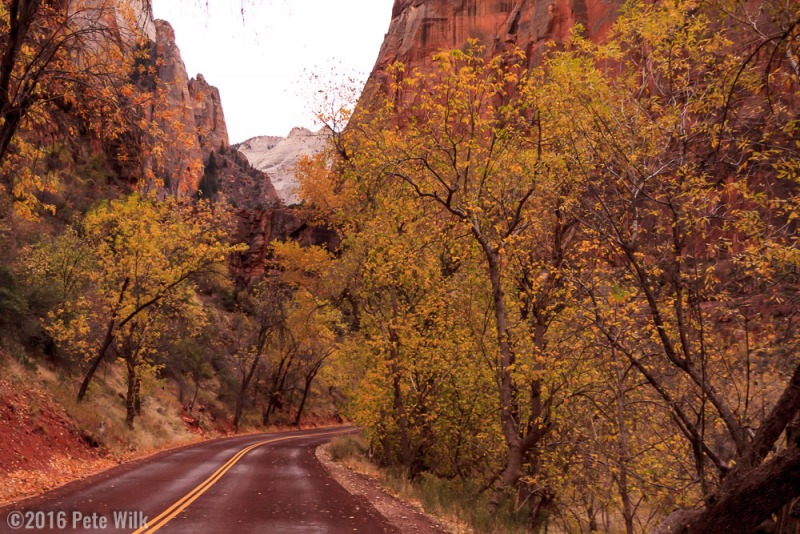The last colors of fall in Zion.