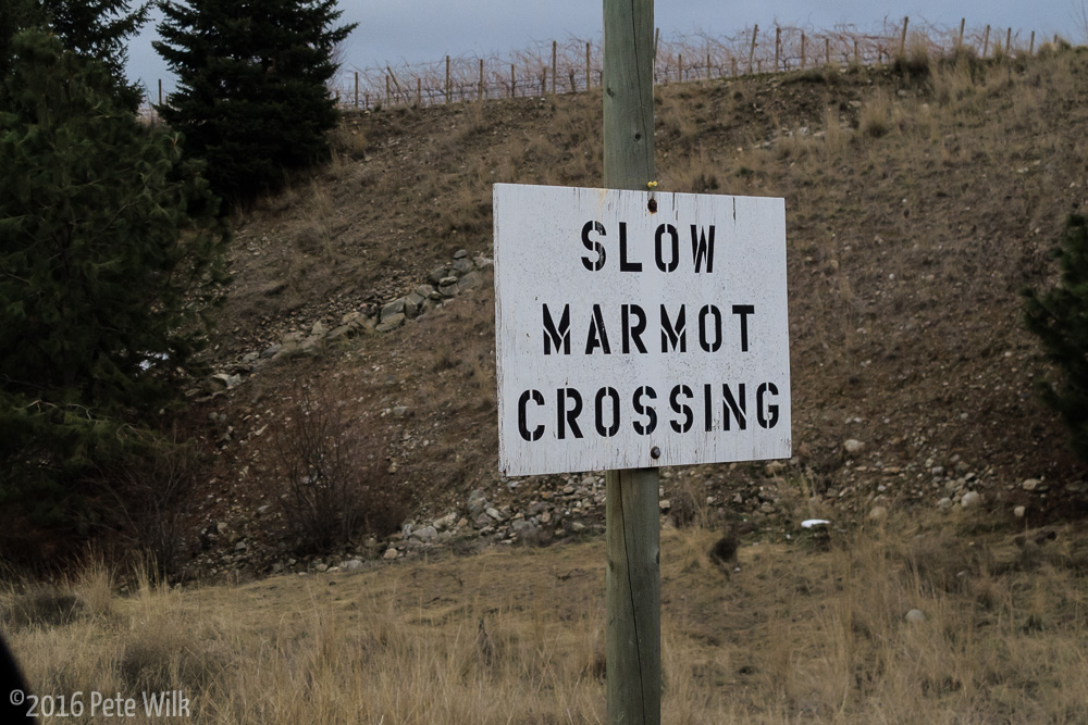 For as nice as the people in Canada are, you think they\'d have the respect to call them \"Developmentally Challenged Marmots\".
