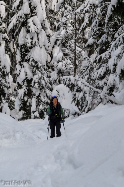 Christina wondering through the pines on our way towards Perly Rock.