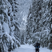 On the \"brutal\" (casual) 30 minute skin on an abandoned railroad bed to the Wheeler Cabin.