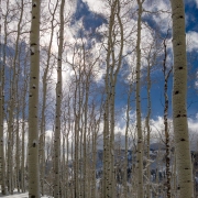 Sunlight through the aspens on some great snow.