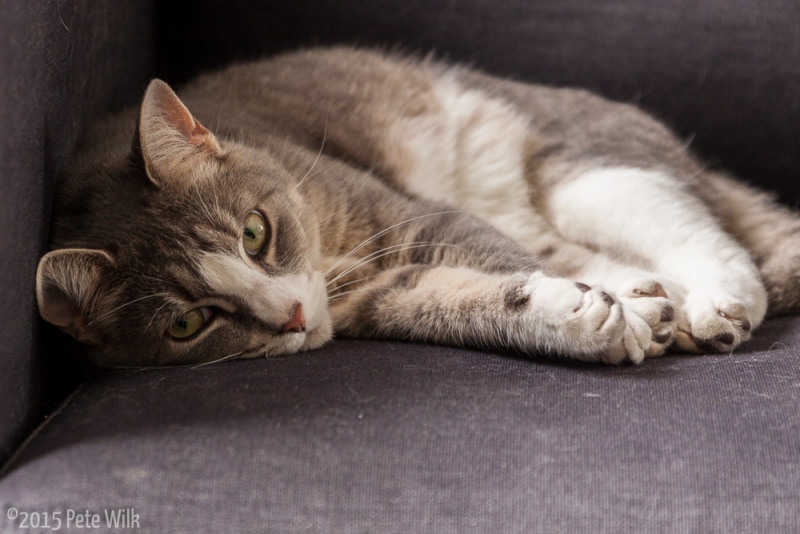 Do I stare at you when you\'re trying to sleep?  Oh wait, yeah I do.