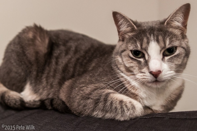 Fur loaf.