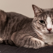 Fur loaf.