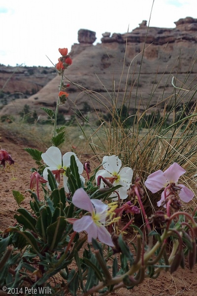 Spring flowers in the desert.