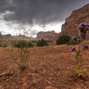A spring storm approaches in the San Rafael Swell.  The desert flowers appreciate it, but not the climbers.
