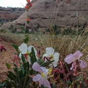 Spring flowers in the desert.