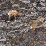 Young mountain goat on the cliff above the road.