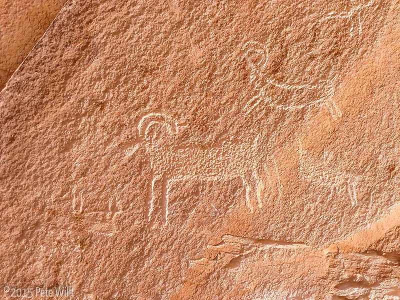 Very detailed rams in the rock from who knows how long ago.