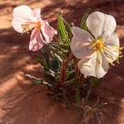 Desert flowers.