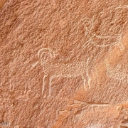 Very detailed rams in the rock from who knows how long ago.