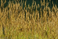 Song bird in the tall grass at sunrise.