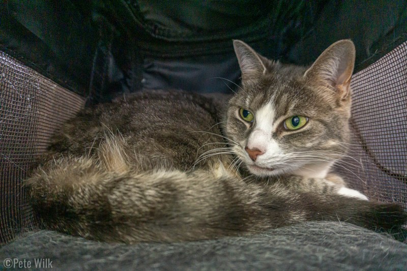 Gracie's new spot, in her carrier.