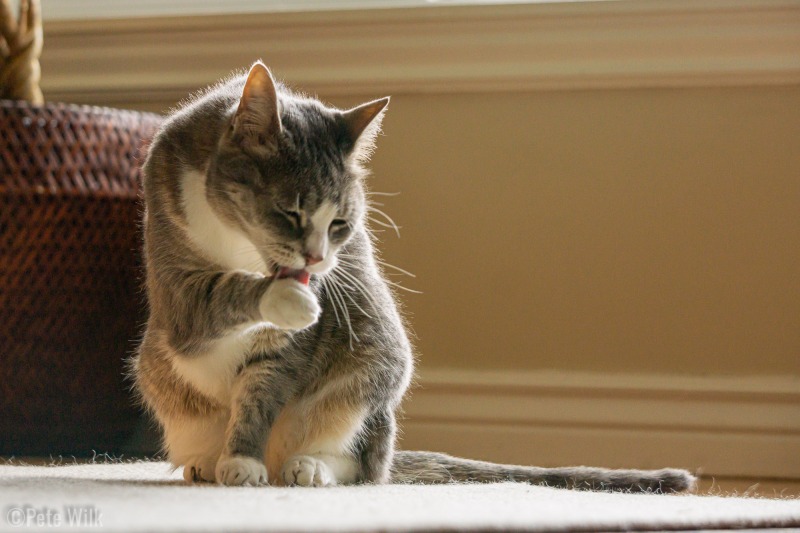 Lick, lick, lick.  Always more licking to be done.