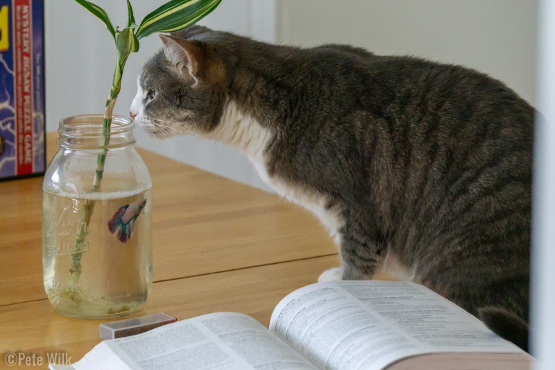 Gracie had a new friend for a week.  Our neighbor's needed us to look after their beta fish.