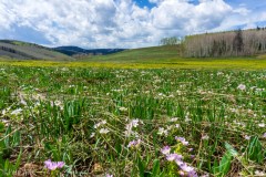 A high alpine meadow located at about 9000'.