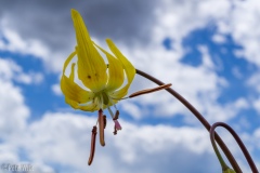 Not sure what these flowers were but they were very peculiar.  They opened downward with the petals curling up away from the ground.  This shot is from underneith with my macro lens.