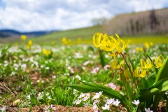 A more normal perspective on these flowers.