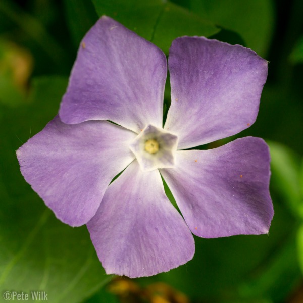 Purple flower in the bushes at our house.