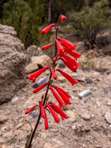 Red flowers in bloom.  There were hummingbirds around and I assume they like these flowers.