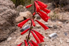 Red flowers in bloom.  There were hummingbirds around and I assume they like these flowers.