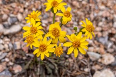 More desert blooms.