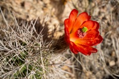 Cactus blooming.  We saw red, yellow, and purple variants of this flower.