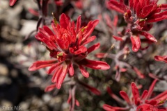 More desert flowers.