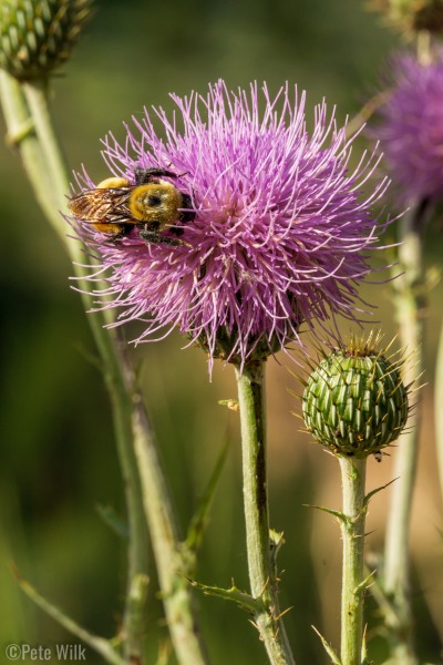 I not once but twice photographed some of these large thistles and both times these bumble bees came to the flower while I was shooting.