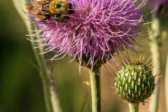 I not once but twice photographed some of these large thistles and both times these bumble bees came to the flower while I was shooting.