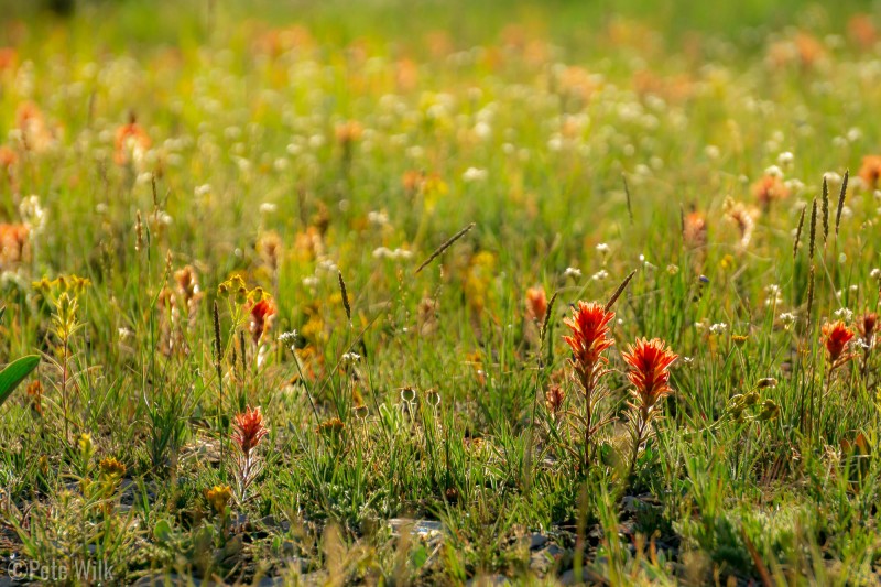 Late afternoon sun through the wildflowers.