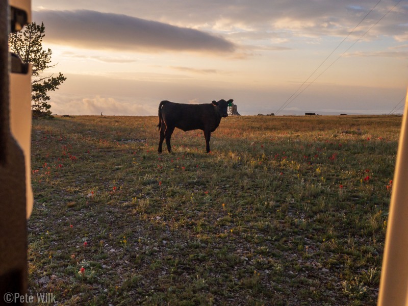 The area is an open range for cattle and we got these visitors a few times a day, usually early or late.