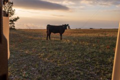 The area is an open range for cattle and we got these visitors a few times a day, usually early or late.