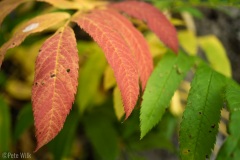 A few leaves were already turning for autumn.