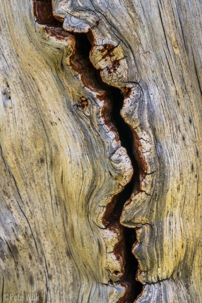 An interesting crevice in a dead tree.