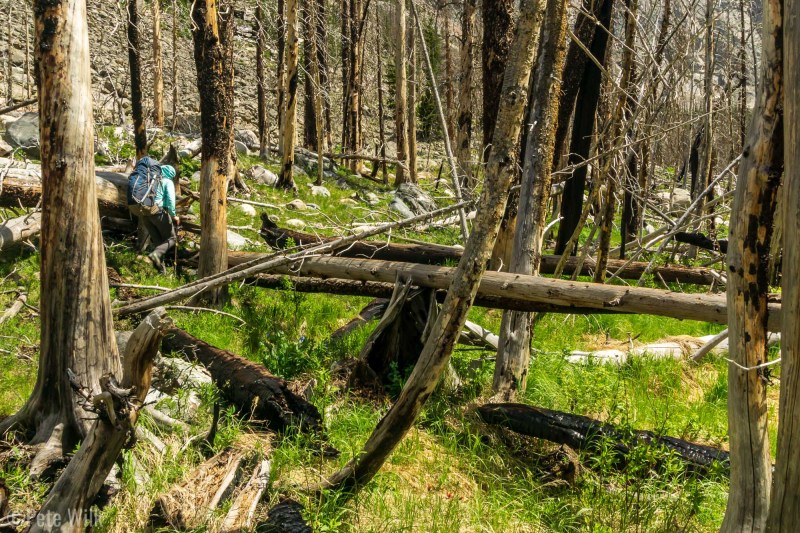 The trail after the waterfall died out and we were forced cross-country for a couple miles.  Unfortunately through deadfall and sometimes swampy terrain.