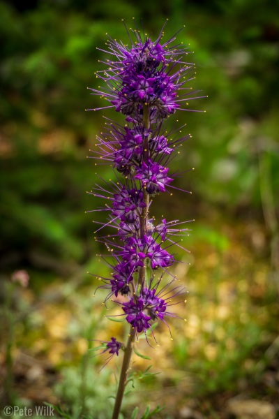 One of the many wildflowers.