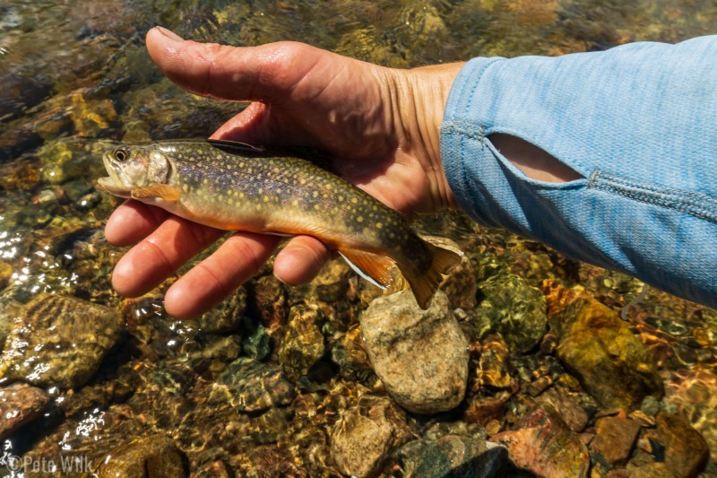 One of the two brook trout I caught.