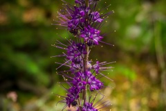 One of the many wildflowers.