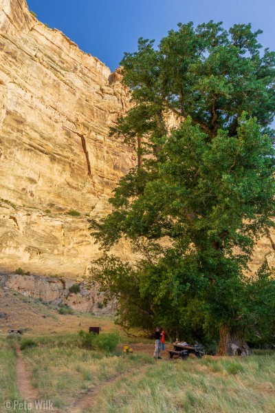 Our nice campsite for the previous night.  The cottonwood tree was enourmous and ancient.