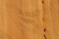 Some Fremont pertroglyphs.  An interesting point of these is that they are 35' off the present day ground level.  1000 years ago the ground was higher allowing the Fremont people to carve them.