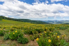 It is wildflower season up at Soapstone Pass.