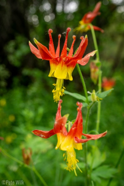 Strange flowers that point down.