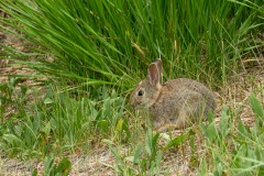 This pigmy rabbit snacked on the grass just beyond where we parked.