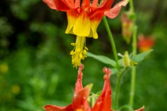 Strange flowers that point down.