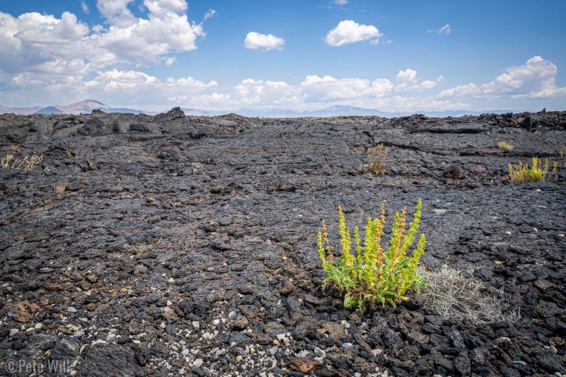 Despite the huge expanse of just lava there are some small plants and trees in places.