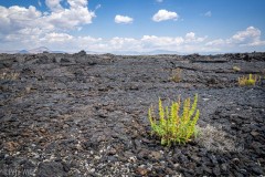 Despite the huge expanse of just lava there are some small plants and trees in places.