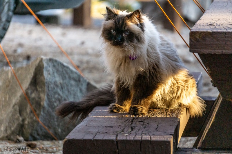 Our buddy Cyrus.  Owned by the camp host at Pine City Campground in Mammoth Lakes, CA.  Cyrus was totally happy to go on walks with his owner without a leash.  His sister Lucy was in the catio.