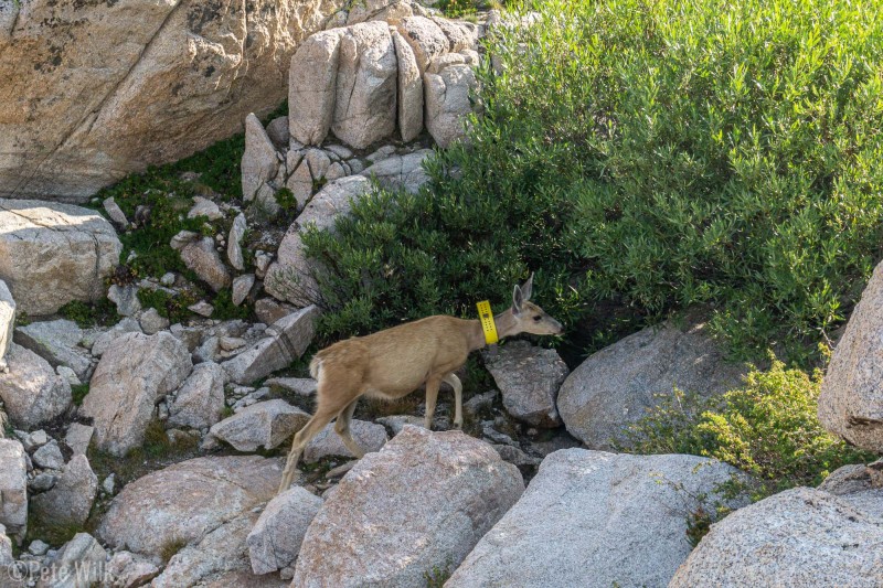 A visitor to our camp at Upper Boy Scout Lake.